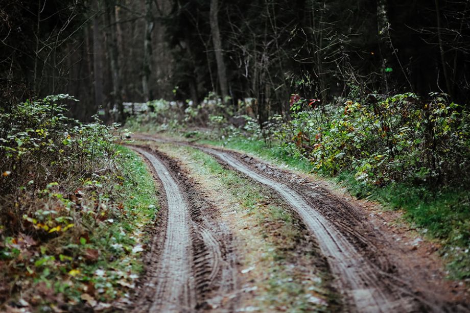 Bosbeheer